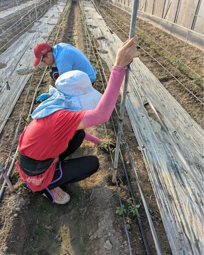 尊嚴農業團隊下田去! 578329675 122139254168947721 78846650081036322 n