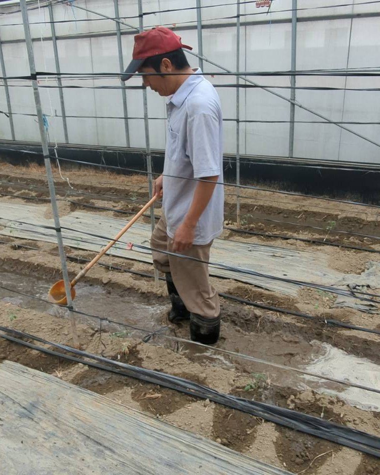 尊嚴農業團隊下田去! 580509181 122139254078947721 1134703232388674075 n