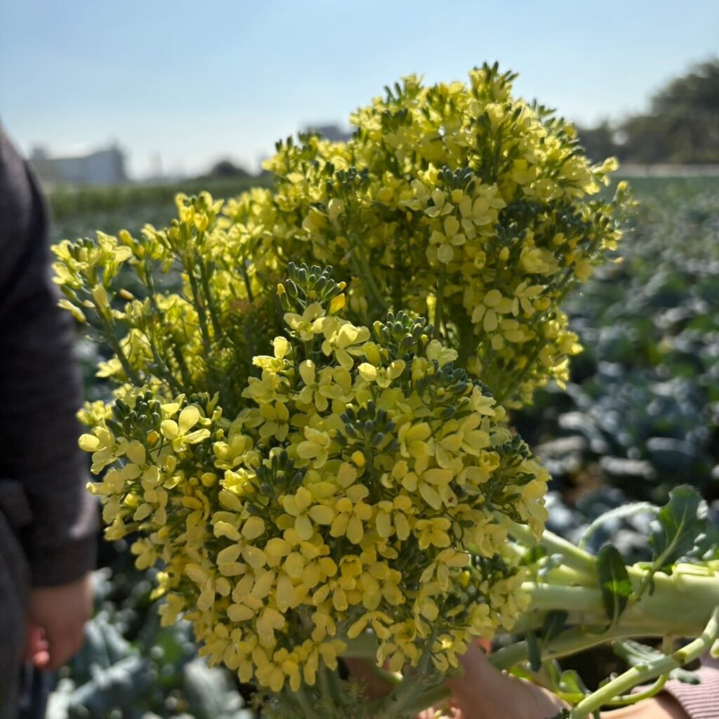 606679514 122150925584947721 5682210065345015111 n