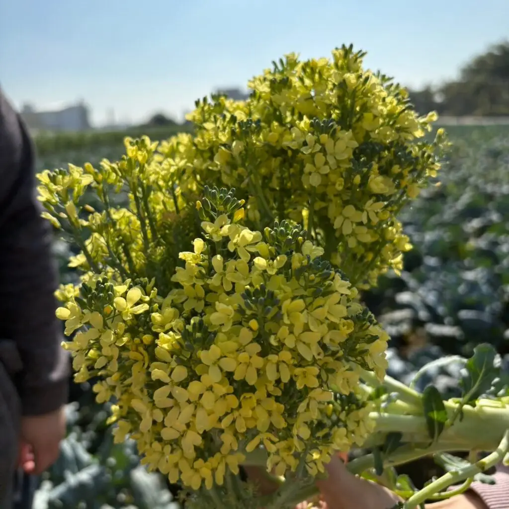 天然的婚禮花束 ?!